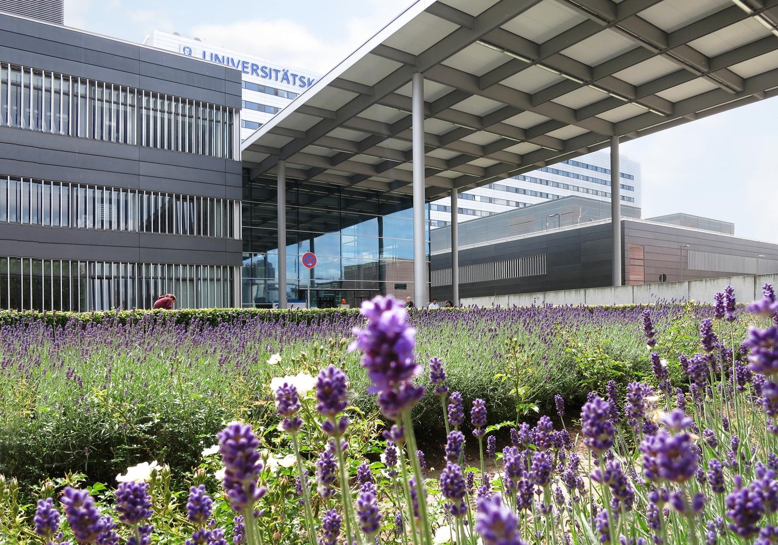 P-ID:35-Umgestaltung des Klinikums der Goethe Universität, Frankfurt